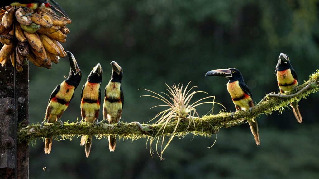 Group of colorful birds sitting on a branch with dark background